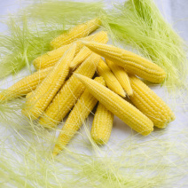 无农药现摘甜玉米笋迷你小玉米笋水果玉米新鲜蔬菜食材包邮。