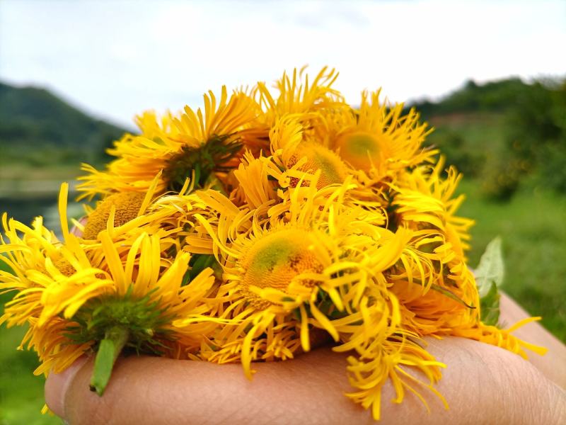 旋覆花贵州野生金钱菊水葵花2021年新品干货