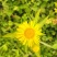 旋覆花贵州野生金钱菊水葵花2021年新品干货