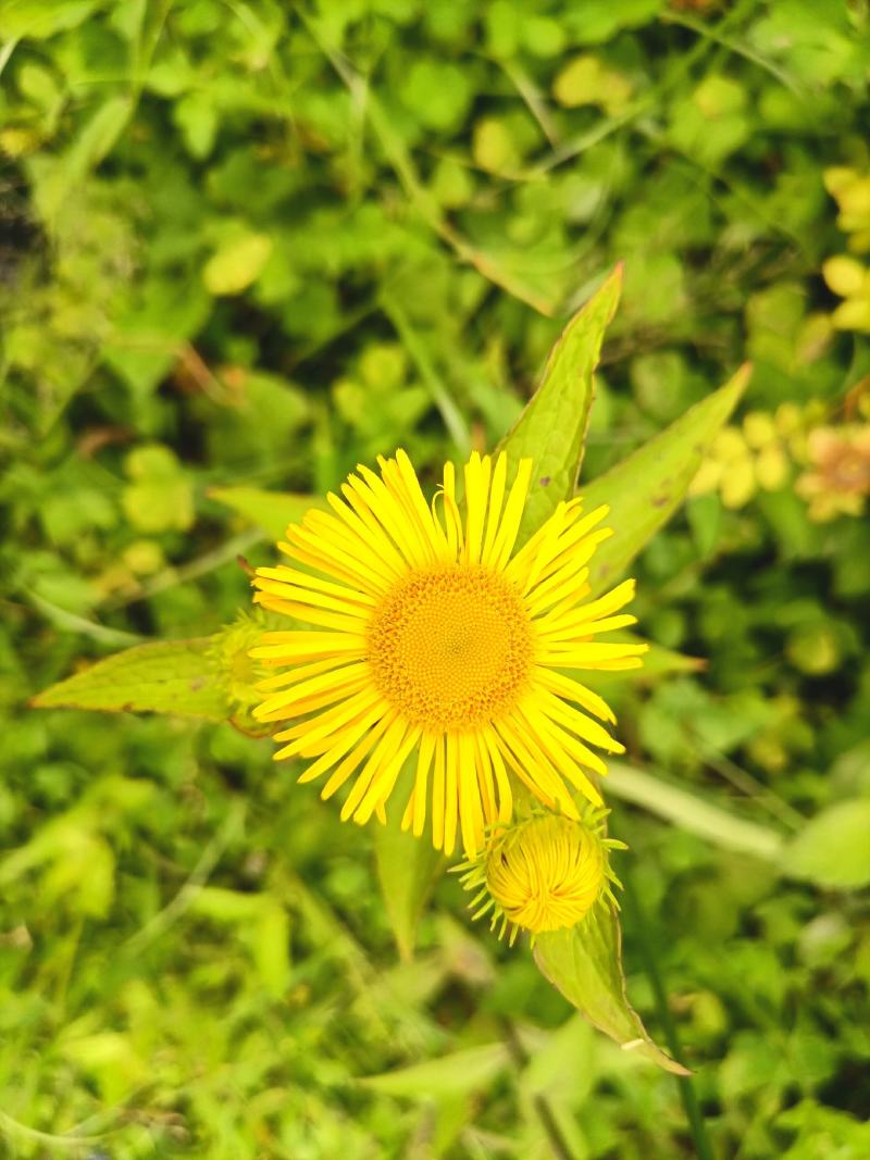 旋覆花贵州野生金钱菊水葵花2021年新品干货