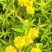 旋覆花贵州野生金钱菊水葵花2021年新品干货