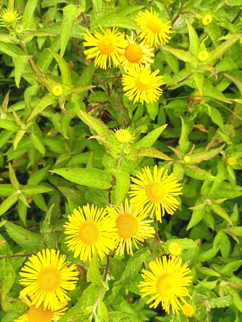 旋覆花贵州野生金钱菊水葵花2021年新品干货