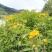 旋覆花贵州野生金钱菊水葵花2021年新品干货