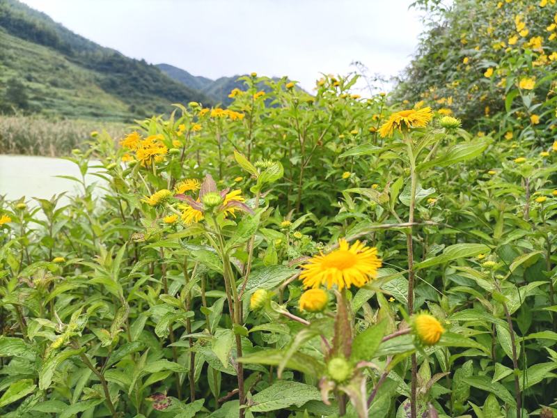 旋覆花贵州野生金钱菊水葵花2021年新品干货