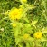 旋覆花贵州野生金钱菊水葵花2021年新品干货
