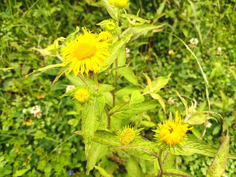 旋覆花贵州野生金钱菊水葵花2021年新品干货