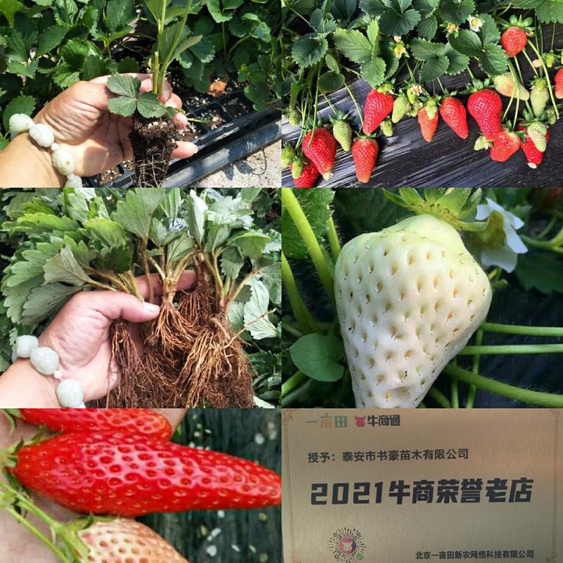 奶油草莓苗红颜草莓苗甜宝妙香草莓苗10~20cm
