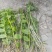 云南普洱野生石斛中黄草_天宫石斛_可食用可种植
