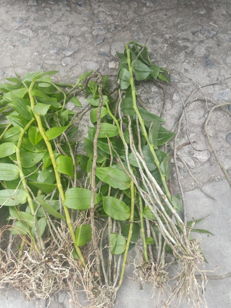 云南普洱野生石斛中黄草_天宫石斛_可食用可种植