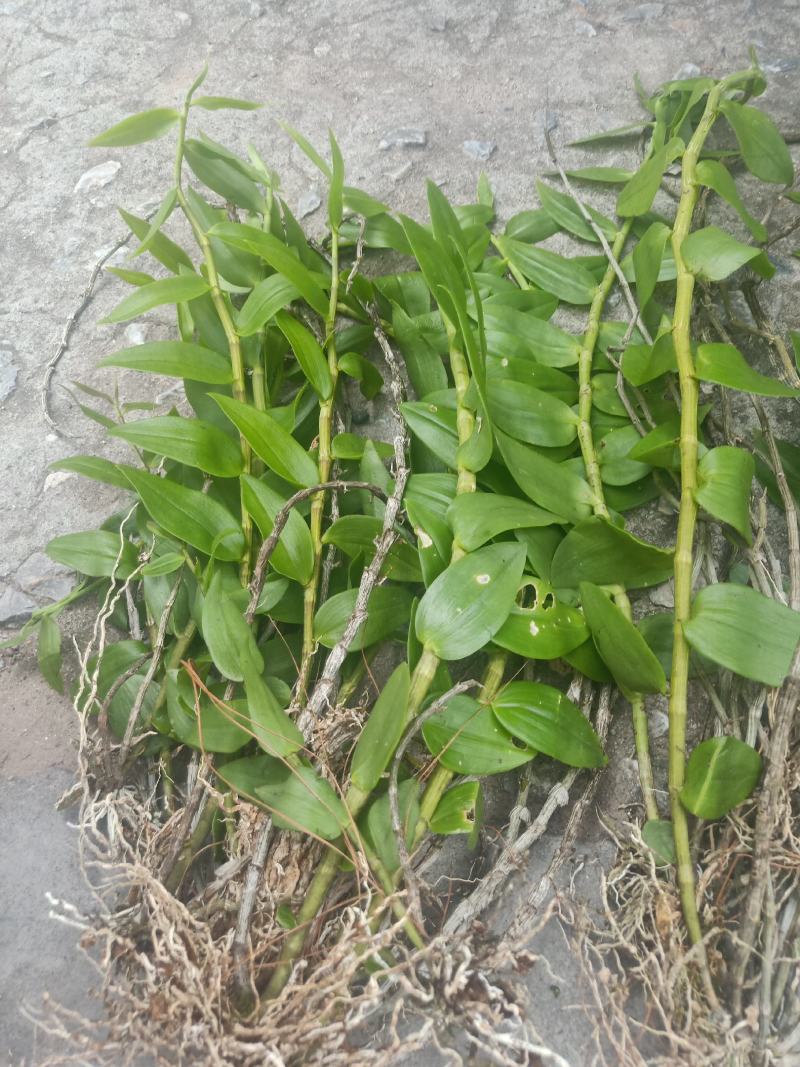 云南普洱野生石斛中黄草_天宫石斛_可食用可种植