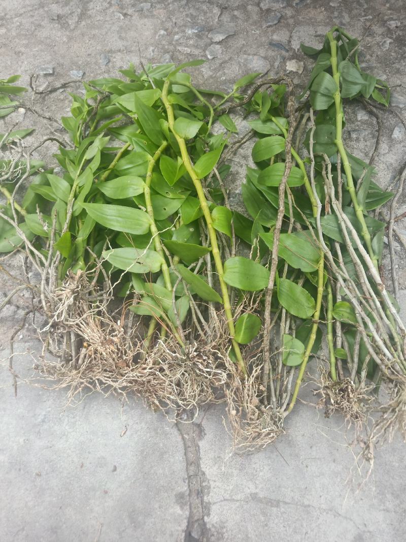 云南普洱野生石斛中黄草_天宫石斛_可食用可种植