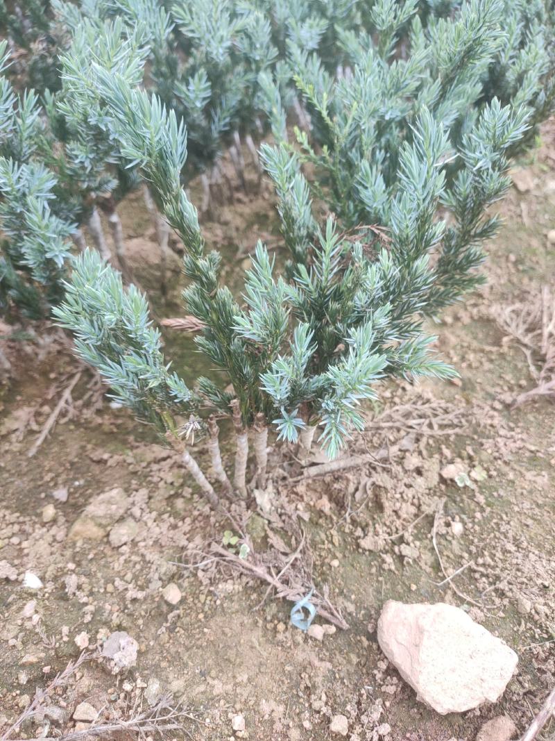 自产自销翠蓝柏一手货源充足根系发达可随时移栽