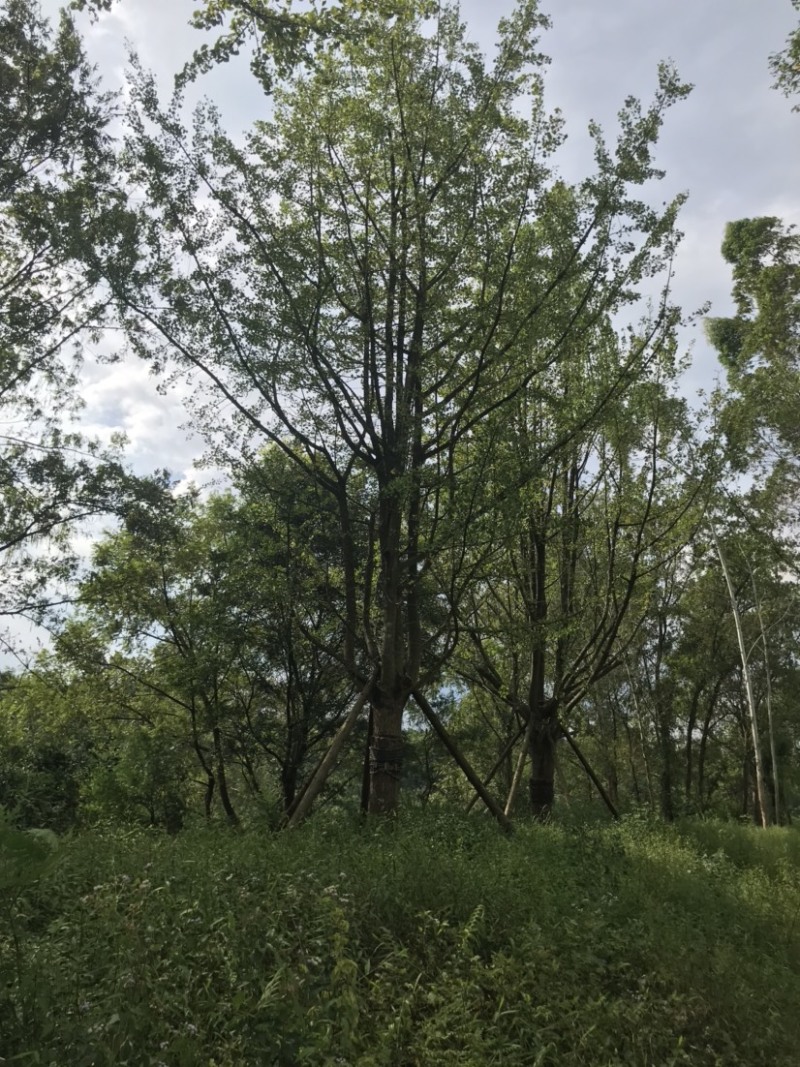 银杏假植容器苗33-36公分移栽假植，价格面议详谈为准。