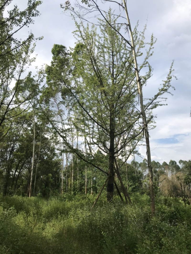银杏假植容器苗33-36公分移栽假植，价格面议详谈为准。