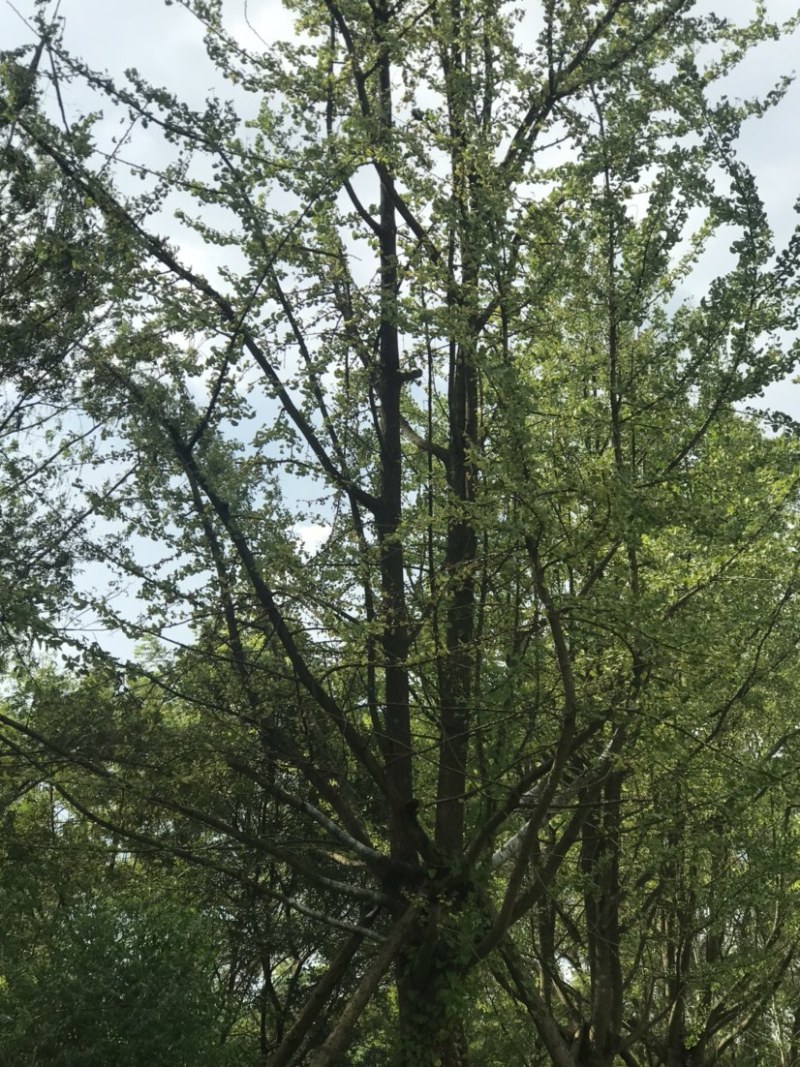银杏假植容器苗33-36公分移栽假植，价格面议详谈为准。
