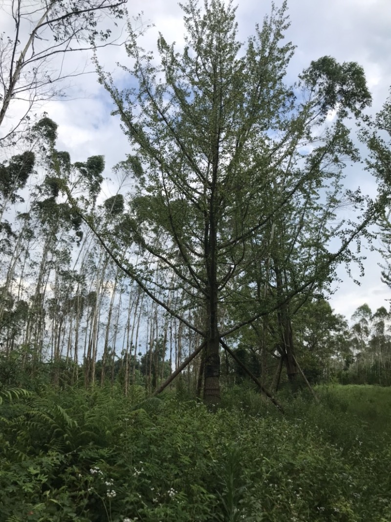 银杏假植容器苗33-36公分移栽假植，价格面议详谈为准。