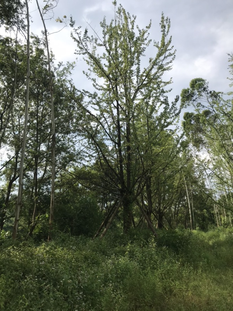 银杏假植容器苗33-36公分移栽假植，价格面议详谈为准。