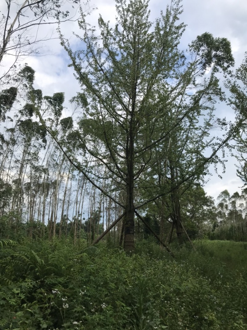 银杏假植容器苗33-36公分移栽假植，价格面议详谈为准。