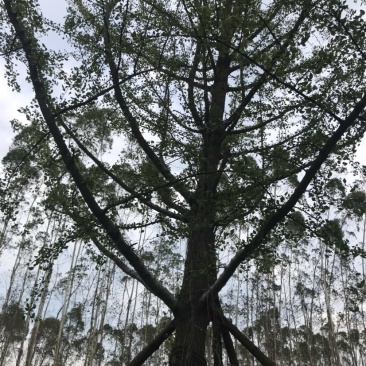 银杏假植容器苗33-36公分移栽假植，价格面议详谈为准。