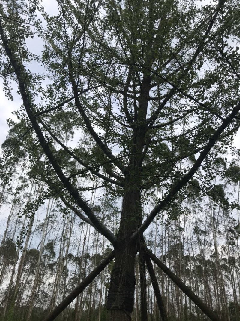 银杏假植容器苗33-36公分移栽假植，价格面议详谈为准。