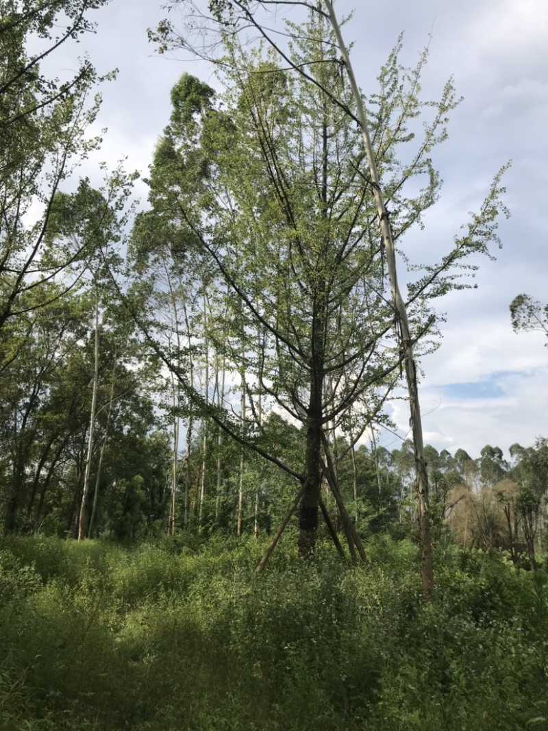 银杏假植容器苗33-36公分移栽假植，价格面议详谈为准。