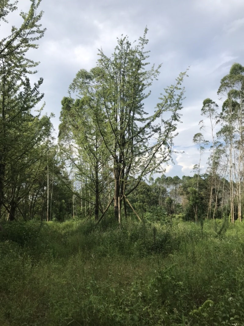 银杏假植容器苗33-36公分移栽假植，价格面议详谈为准。