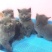 纯种英短蓝猫幼猫短毛猫活体幼崽公母都有小奶猫活物宠物猫咪