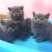 纯种英短蓝猫幼猫短毛猫活体幼崽公母都有小奶猫活物宠物猫咪
