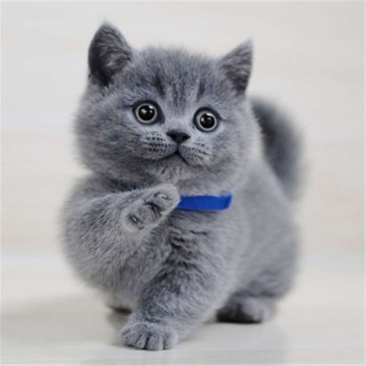 纯种英短蓝猫幼猫短毛猫活体幼崽公母都有小奶猫活物宠物猫咪