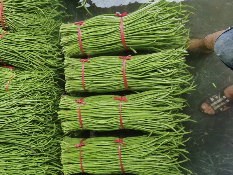 山东青条豆角，精品长豆角，泡水加冰一条龙，代发全国