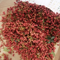 甘肃省，天水市，麦积区花牛镇，精品新鲜花椒，大红袍包邮中