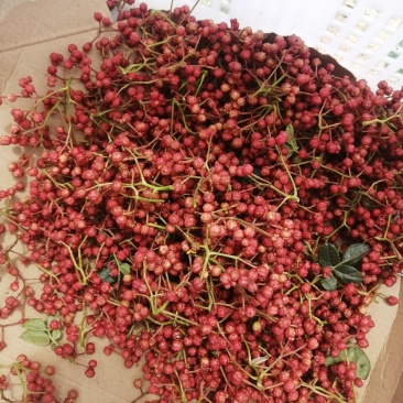 甘肃省，天水市，麦积区花牛镇，精品新鲜花椒，大红袍包邮中