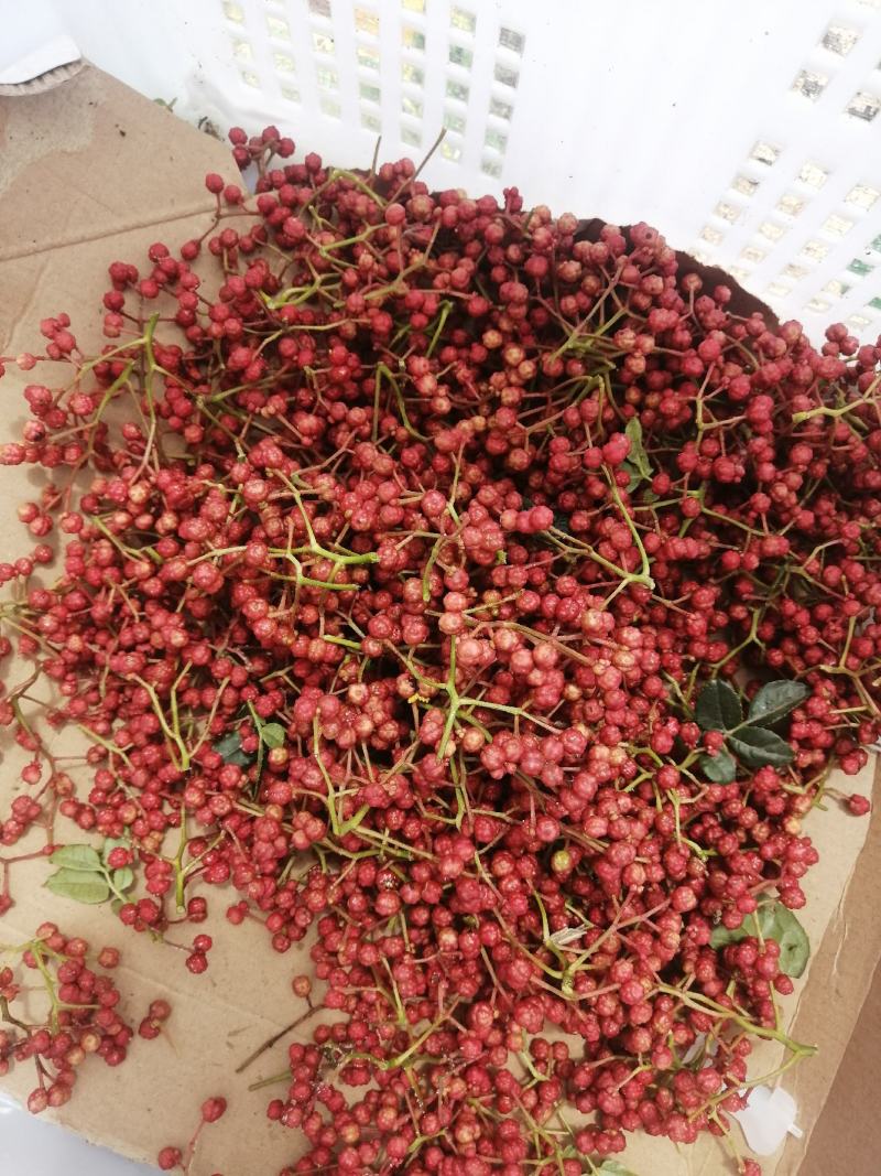 甘肃省，天水市，麦积区花牛镇，精品新鲜花椒，大红袍包邮中