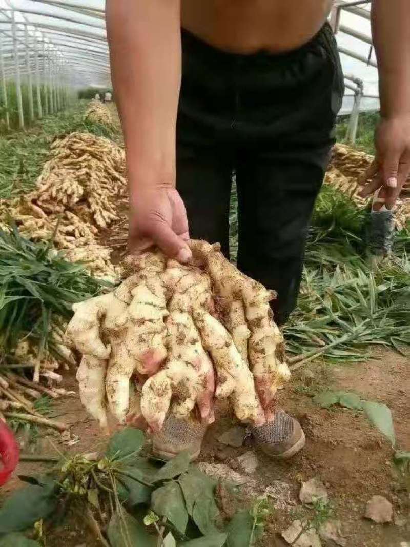 【热卖】鲜姜产地批发窖口出租山东精品生姜产地直销量大质优