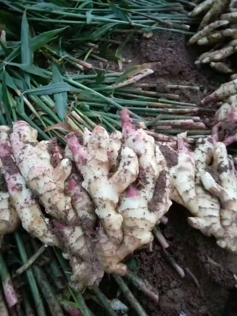【热卖】鲜姜产地批发窖口出租山东精品生姜产地直销量大质优