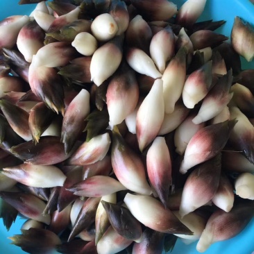 白阳荷