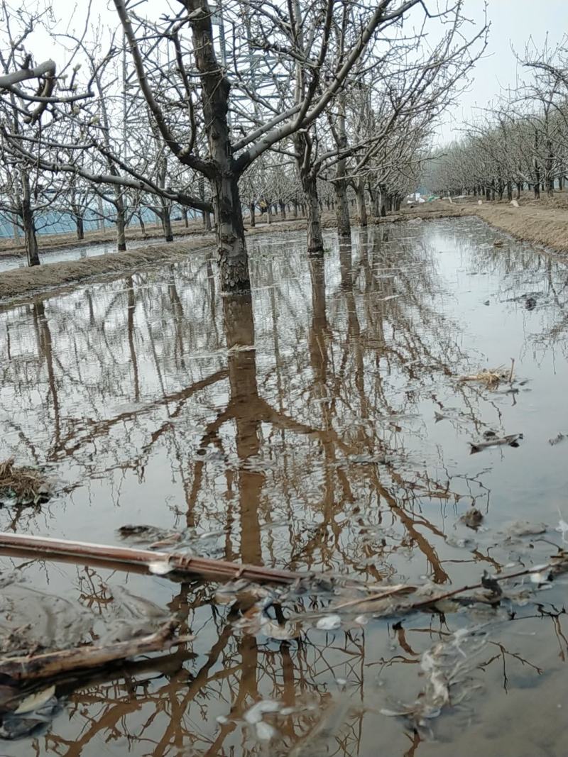 早巴梨新上市，软糯香甜，河北产地果园直供
