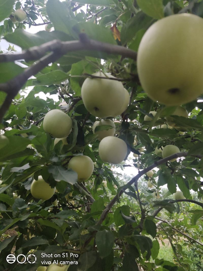 纸袋红嘎啦苹果大量上市口感脆纯甜颜色鲜艳