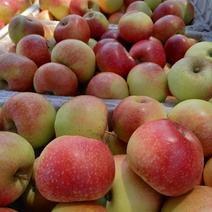农家自产自销美八苹果大量上市量大黄土高坡产地