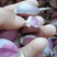 紫皮大蒜种子红头蒜苗出蒜苔高原小香蒜头蒜瓣5斤包邮