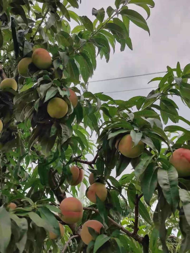 平谷早14号，离核，脆甜桃开售啦！