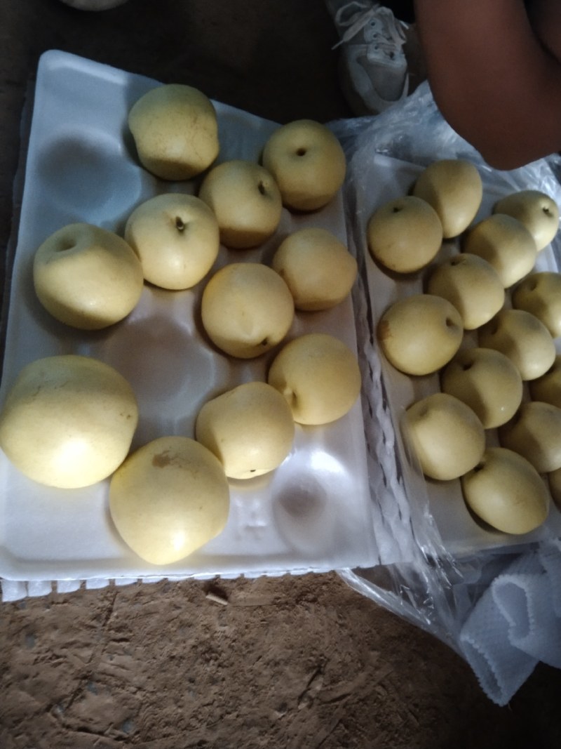 冷库精品河北深州皇冠水晶梨，精品皇冠梨，量大优惠