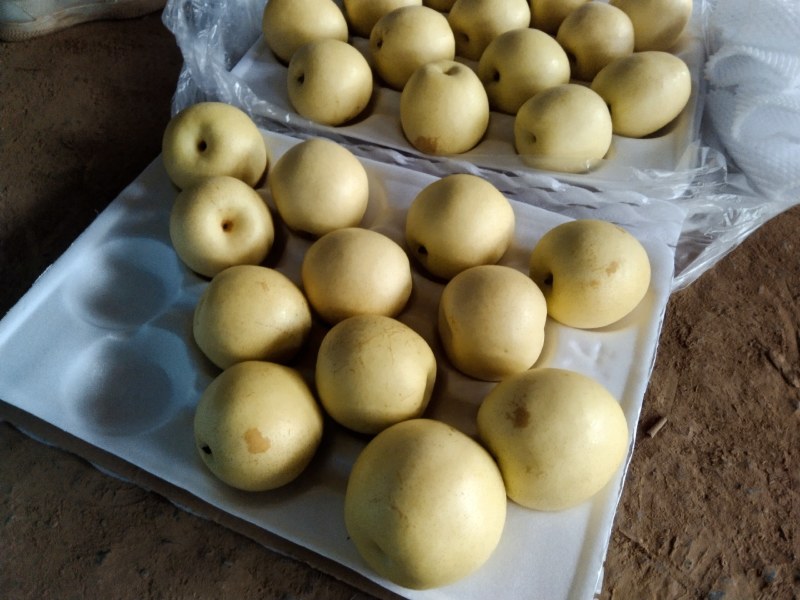 冷库精品河北深州皇冠水晶梨，精品皇冠梨，量大优惠