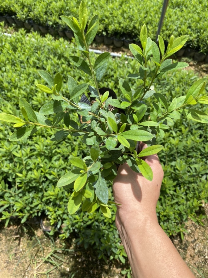 毛杜鹃毛鹃绿化苗木量大
