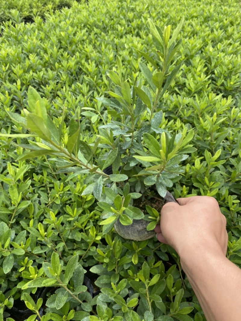 毛杜鹃毛鹃绿化苗木量大