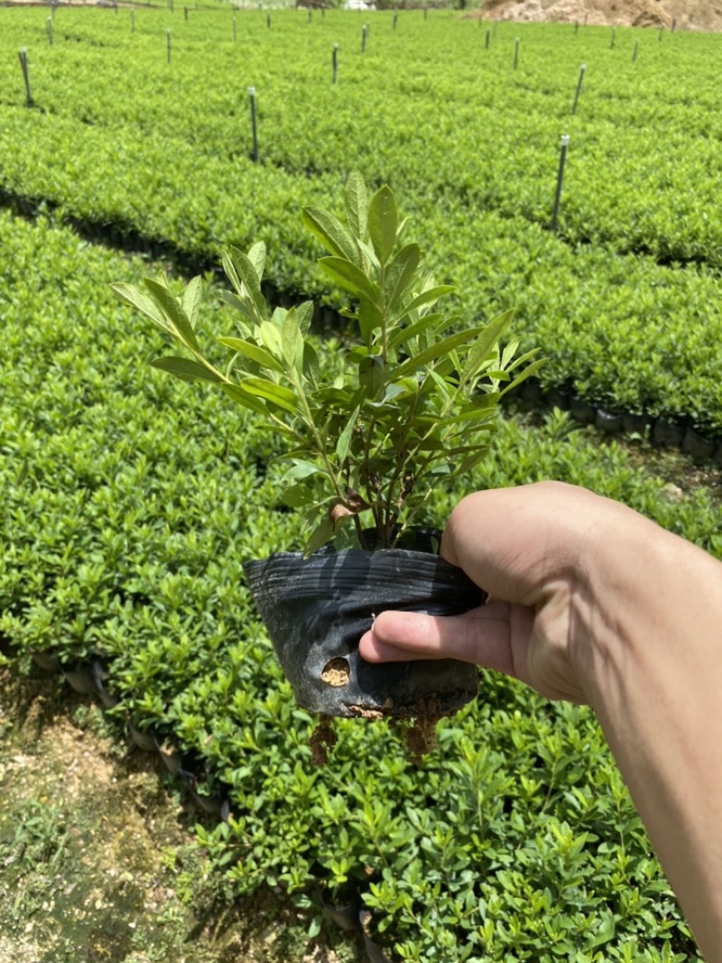 毛杜鹃毛鹃绿化苗木量大