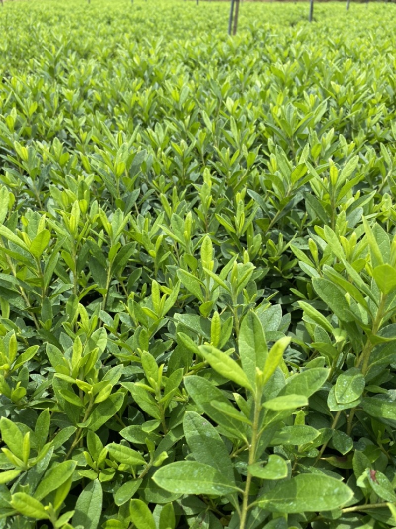 毛杜鹃毛鹃绿化苗木量大