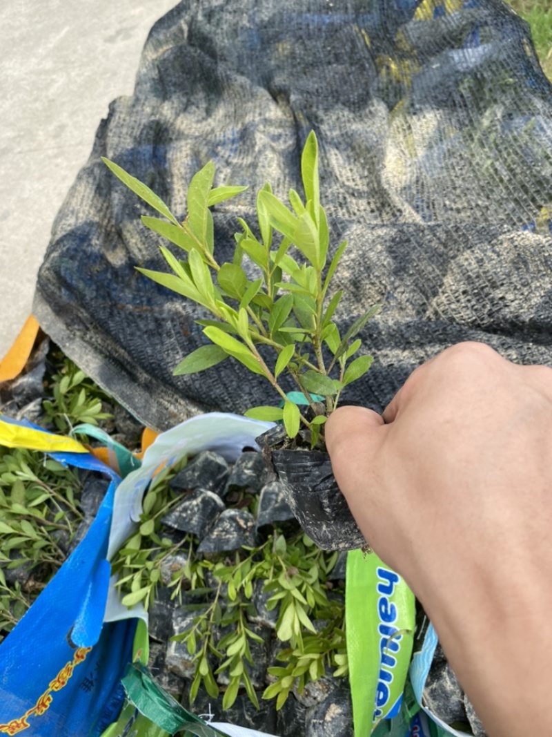 毛杜鹃毛鹃绿化苗木量大