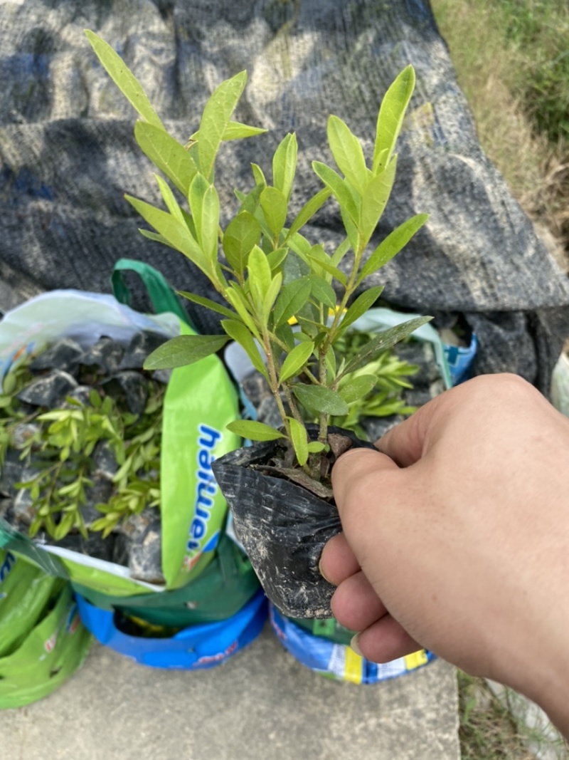 毛杜鹃毛鹃绿化苗木量大