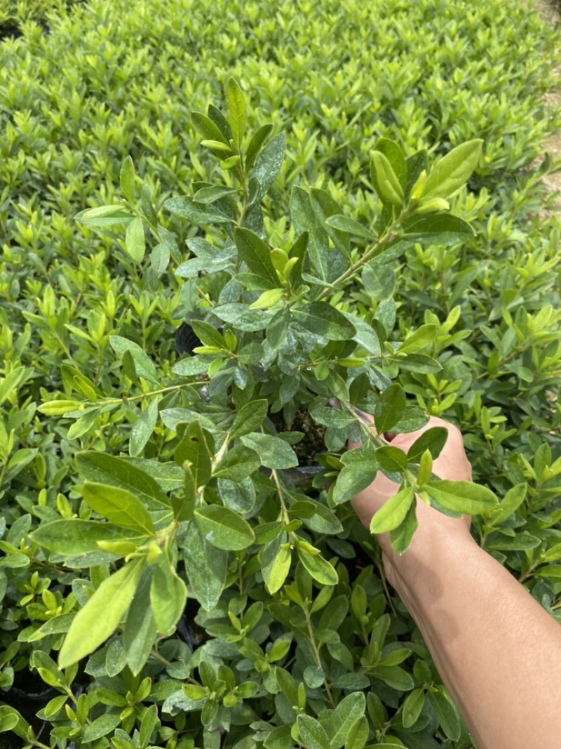 毛杜鹃毛鹃绿化苗木量大